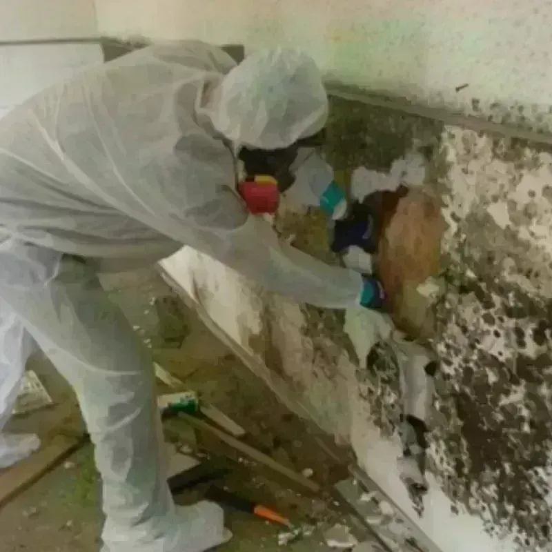 Mold Remediation and Removal in Enoch, UT